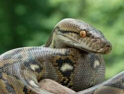 Waspada! 8 Tanda Tersembunyi Ada Ular di Rumah yang Sering Diabaikan